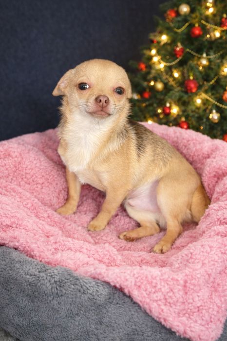 *SONIC* biszkoptowy chihuahua