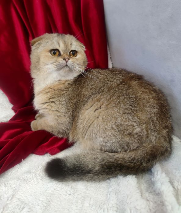 Золотий котик шиншила висловушка 6 міс