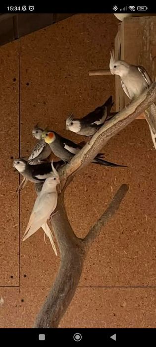 Likwidacja woliery Nimfy białogłowe lutino pary lęgowe