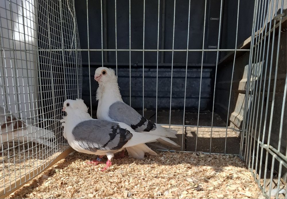 Mewki polskie siwe niebieskie