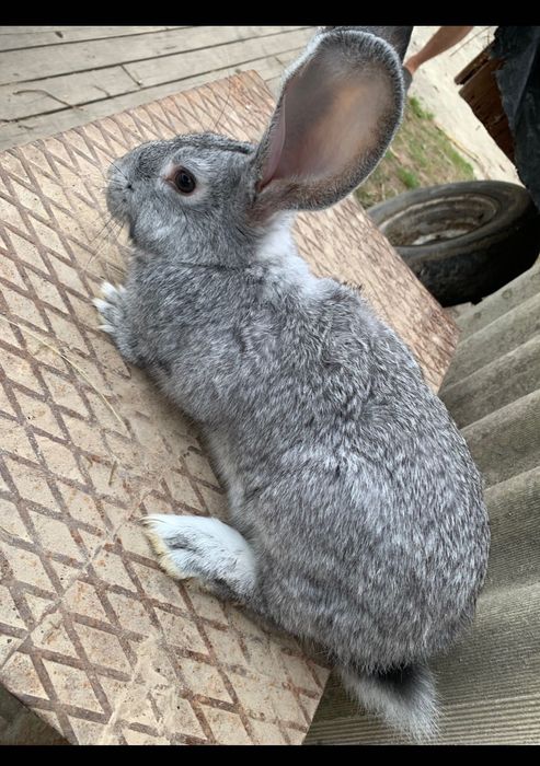 Продам кролів шиншила