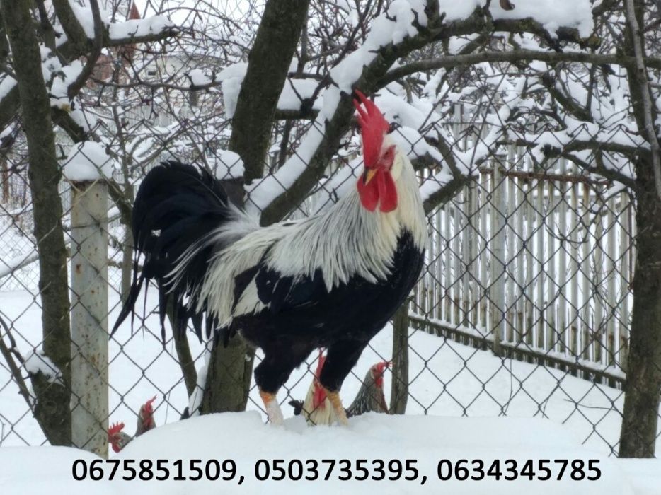 Яйця інкубаційні Легорн Леггорн срібний