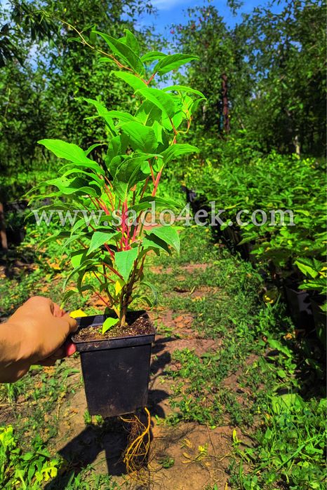 1-2-3-4летние саженцы актинидии ( мини-киви), жимолости, голубики и тд