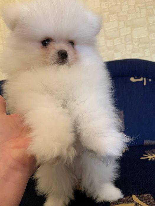 Померанський шпіц хлопчик щеня. Померанский шпиц мальчик щенок