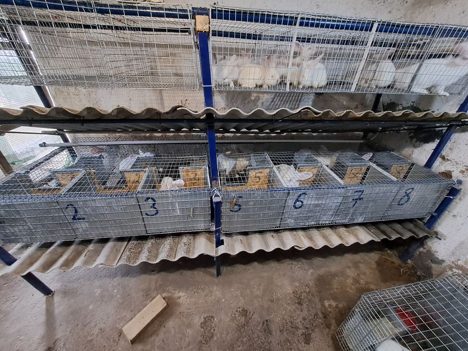 Термонска біла,кролики