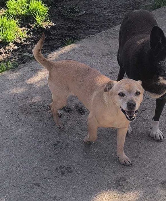 Cadelinha de porte pequeno para adopção