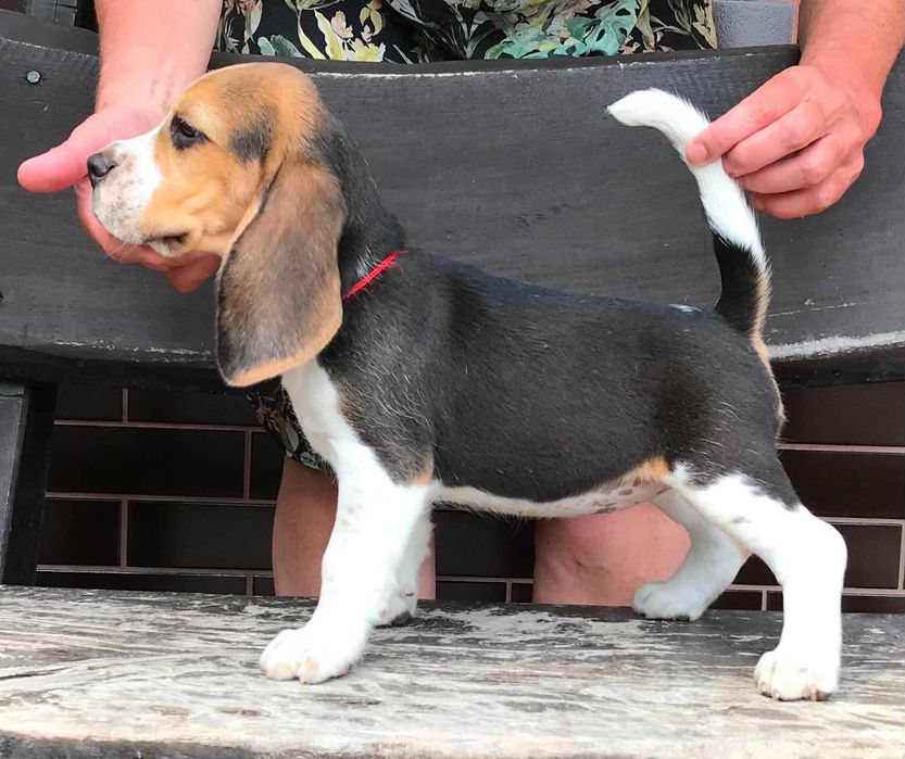 Beagle/Bigle - szczenię rodowodowe ZKwP/FCI - po championie