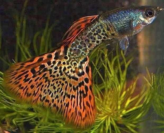 Gupik Moskiewski Filigram Rasowe Samiec Samica