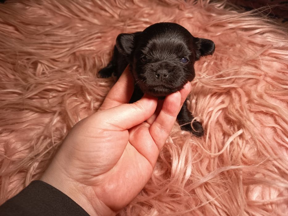 Black Yorkshire Terrier piękny mini piesek cały czarny
