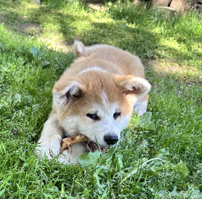 Akita , japońska Suczka czerwona