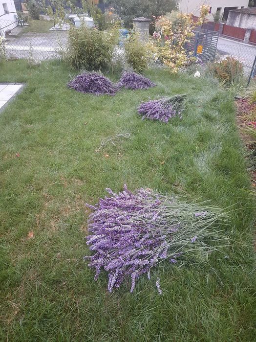 Sprzedam świeżo scieta lawende,piekne duze kwiatt