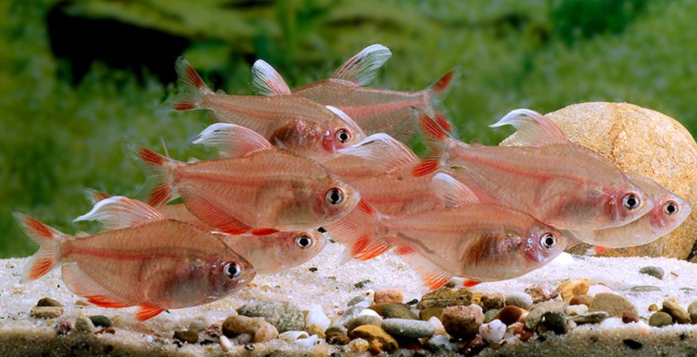 Bystrzyk ozdobny odmiana WHITE FIN - Hyphessobrycon ornatus - dowóz