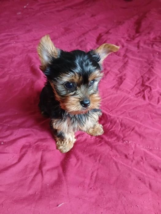 Yorkshire terrier macho