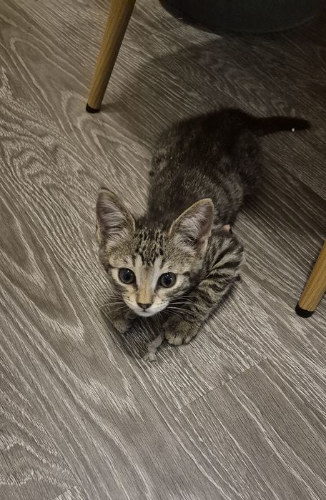 Шукаю родину для кошеняти з вулиці.
