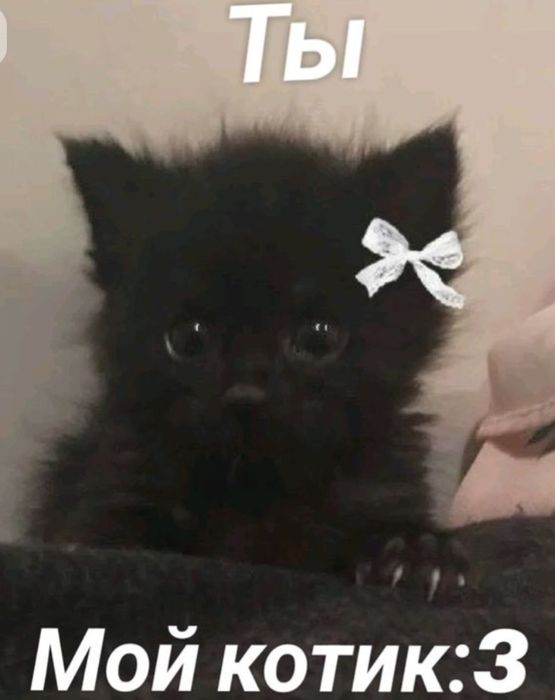 Передержка! Посижу с Вашим! питомцем.