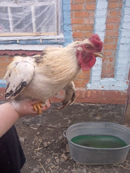 Продам півнів продам