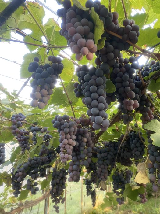 Winogron ciemny na wino do jedzenia