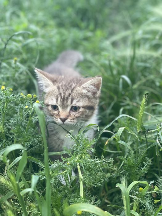 Киця, кішка, кішечка, кошка, котеня