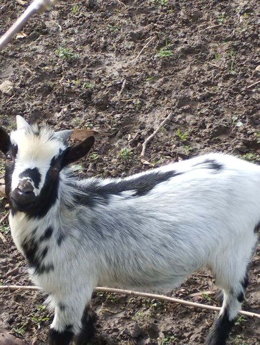 Vendo macho de cabra anão