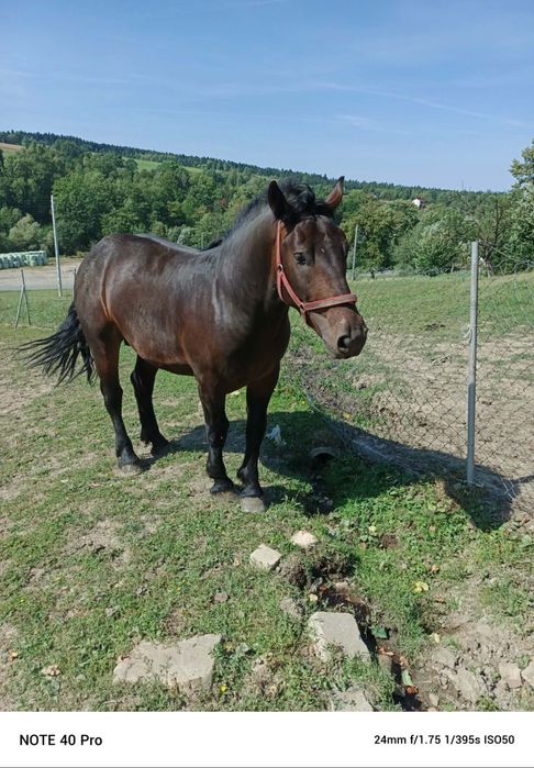 Sprzedam ogra zimnokrwistego
