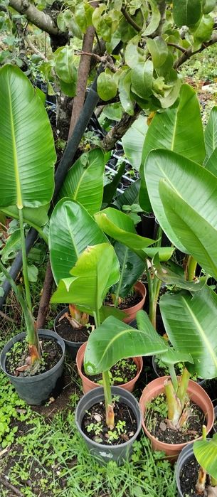 Vende-se plantas aromáticas, flores, árvores de fruto e ornamentais