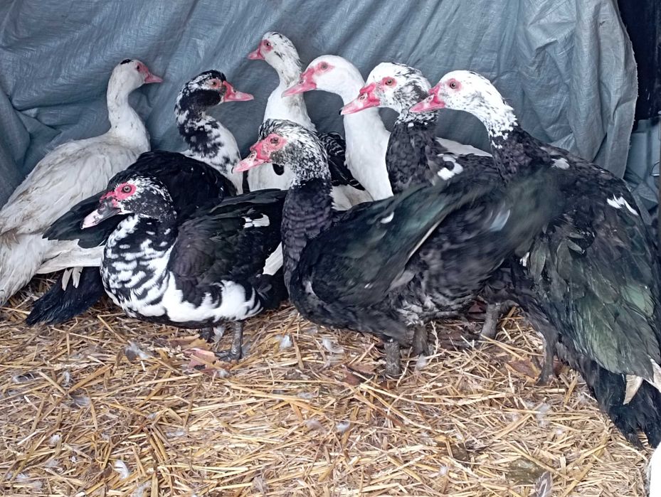 Mix Młodych : Kaczorów/Kaczek z WIOSNY 2025 r. Do Uboju /Chów