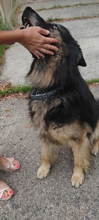 Cudowny, cudowny Cziko  czeka na wspaniały domek.