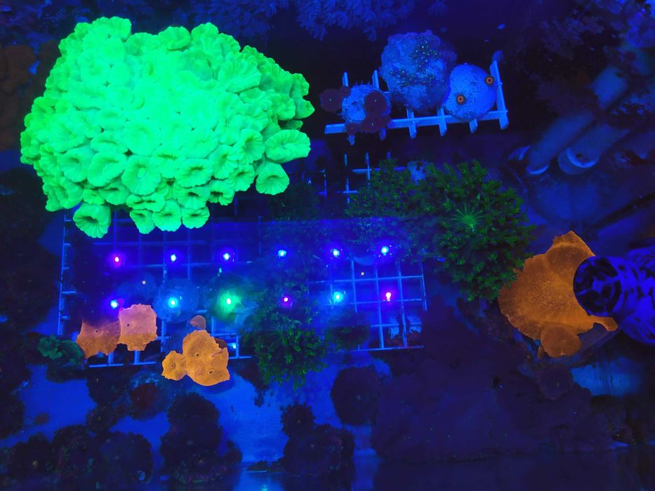 Корали в морський акваріум: Soft, LPS, SPS