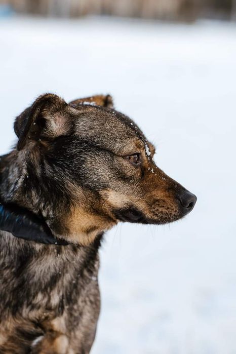 Drobniutka, młoda Sunia poleca się do adopcji!