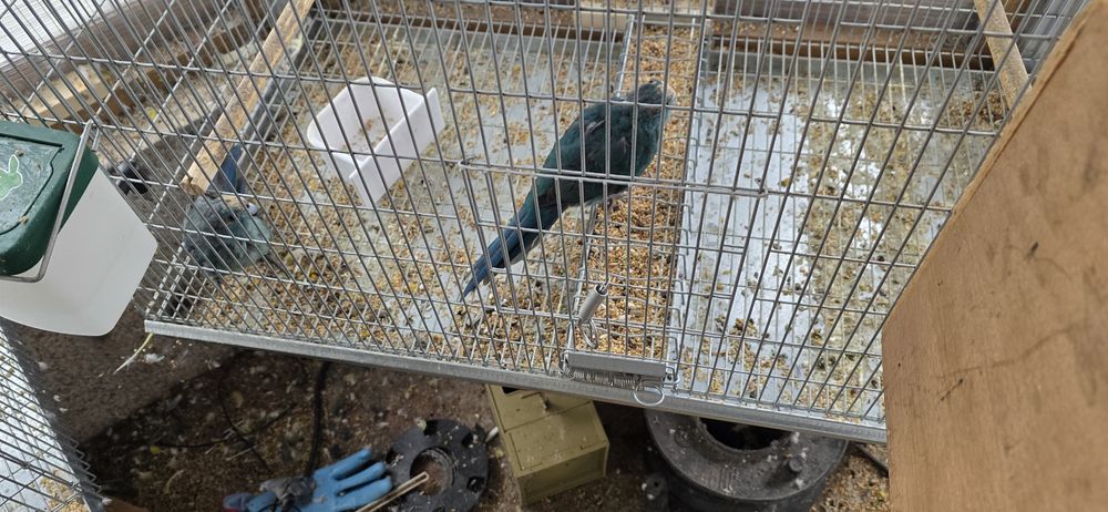 Casal de kakarikis azuis