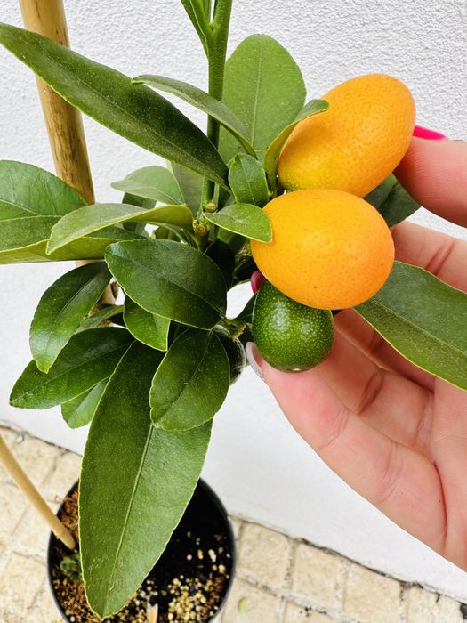 Promoção 2 KUMQUATS Laranjeira prosperidade japonica