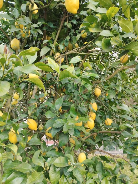 Limões - produção caseira