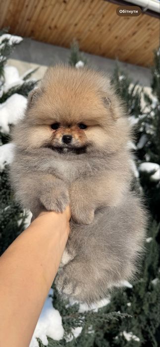 Померанський шпіц дівчинка 2,5 міс