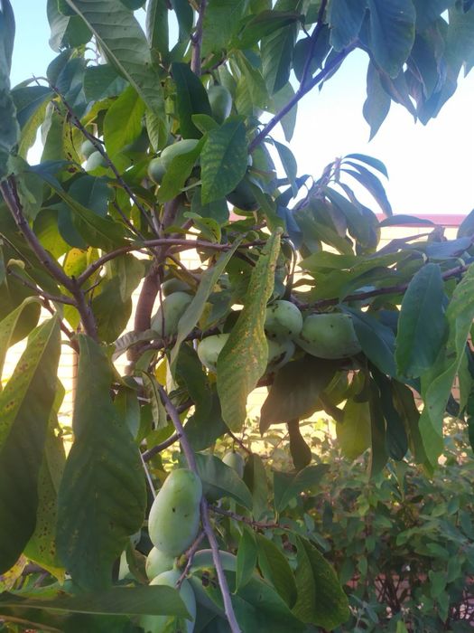 Насіння Азиміни