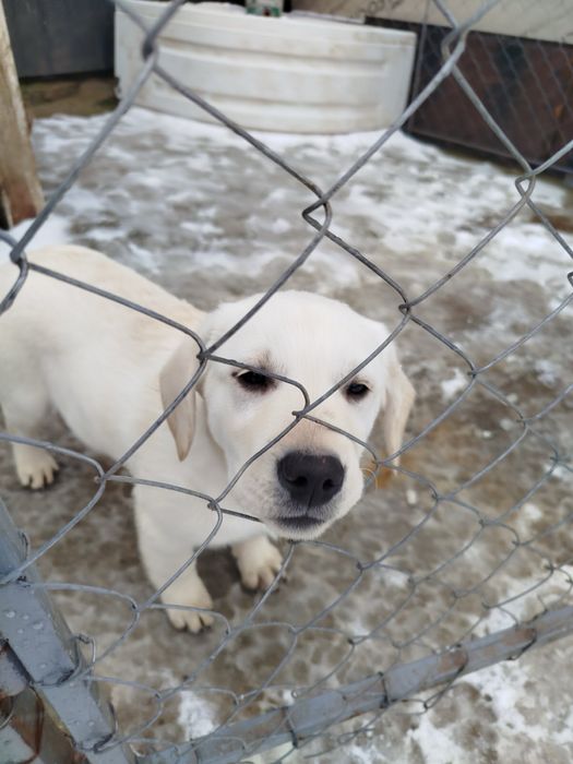 Лабрадори дівчатка