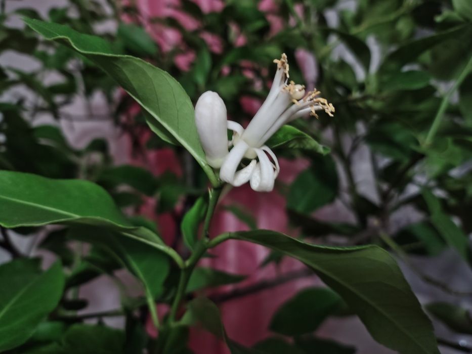 Дерево лимона у горщику .