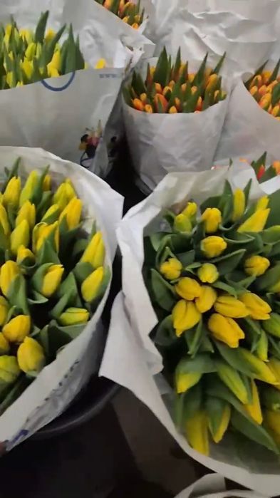 Тюльпан ОПТ 30грн Миколаїв