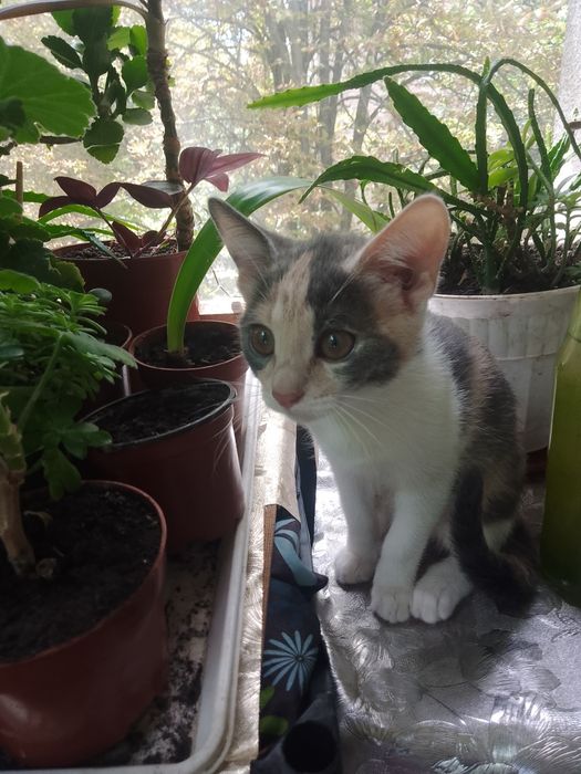 Котенок девочка трехмастная