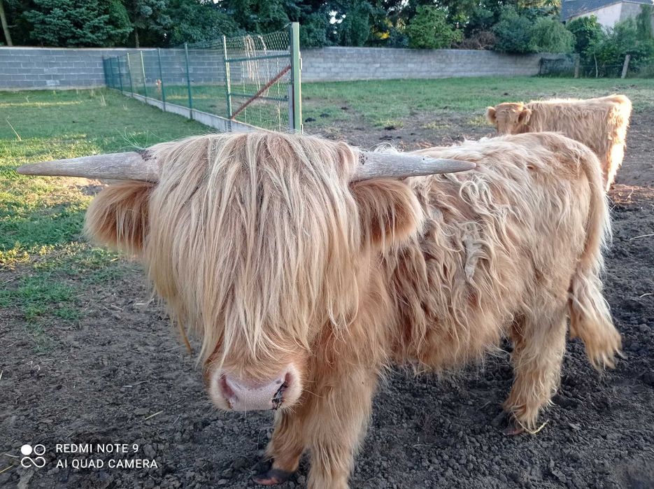 Bydło highland catlle