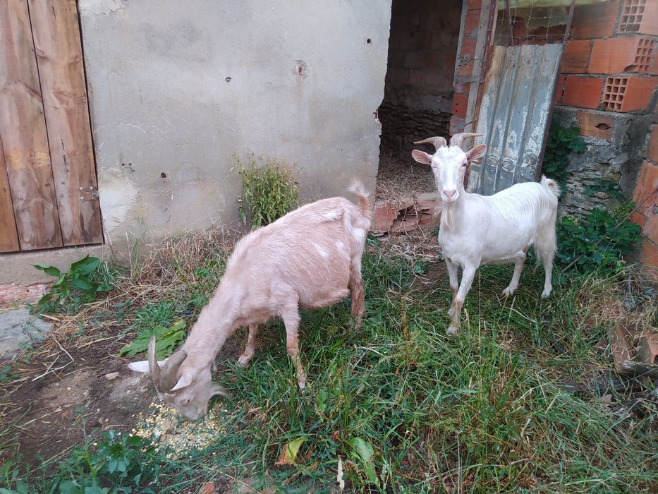 Vendo cabras possivelmente cheias