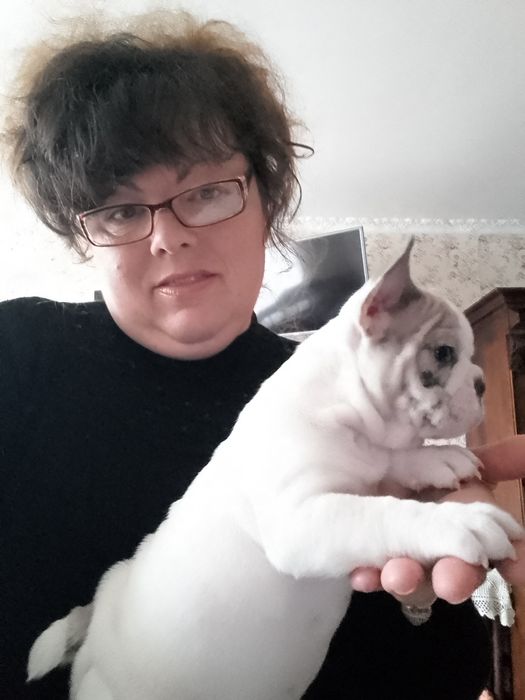 Цуценята французького бульдога