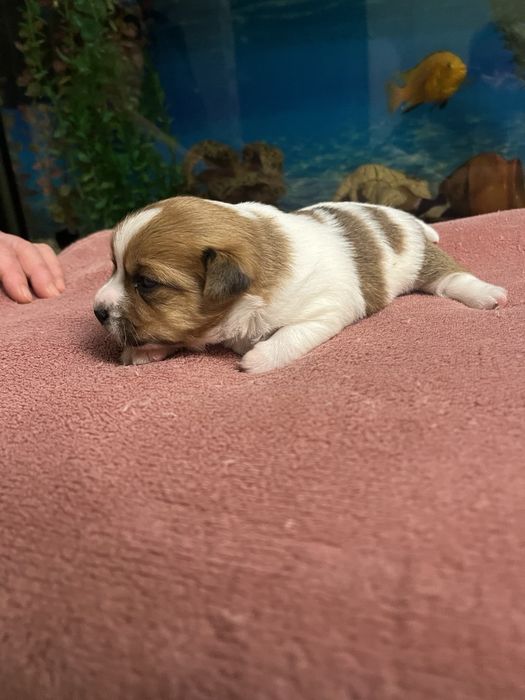 Щенки Джек Рассела