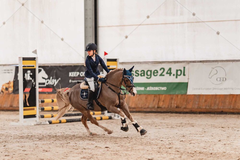 Super kuc grupa A2/C. Cena podana w Euro.