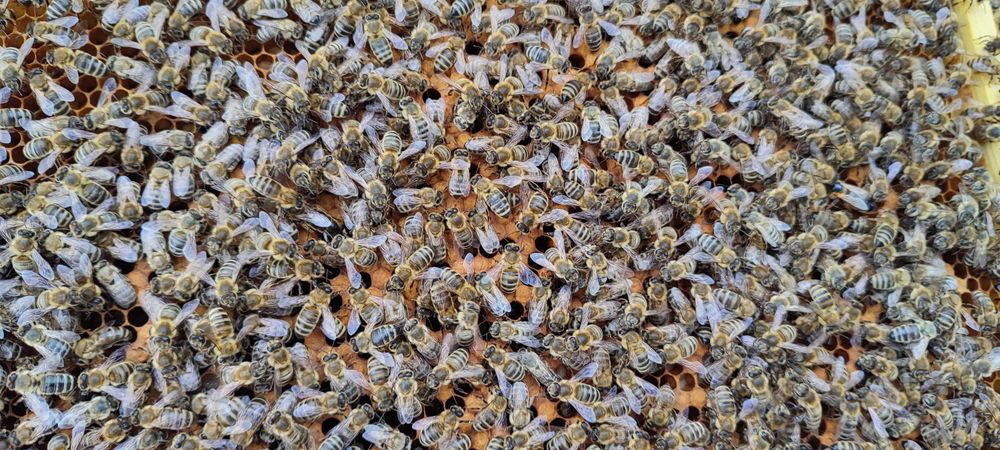 ODKŁADY Pszczele ‒ Ramka WIELKOPOLSKA ‒ Rezerwacje ‒ Pasieka PRADAWNA®