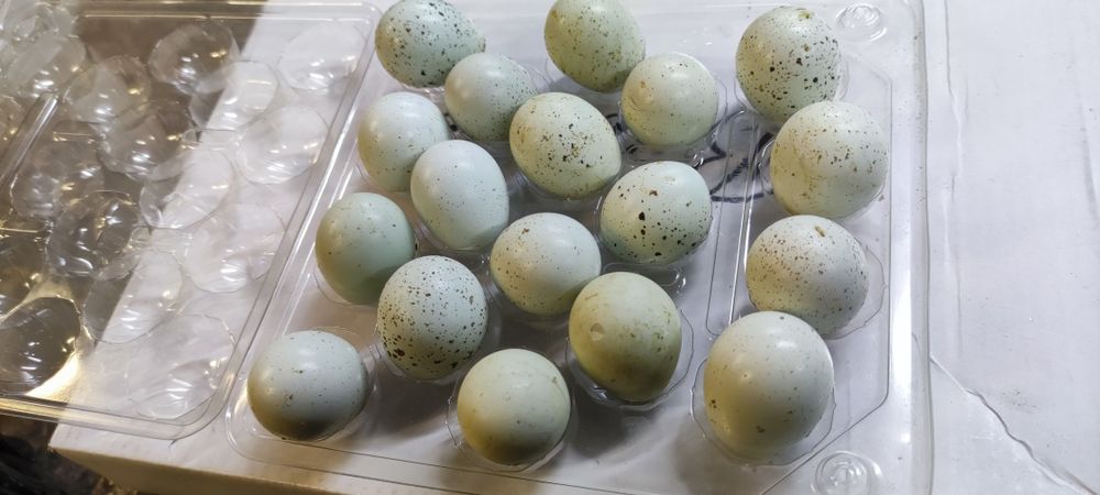 Jajka przepiórki celadon