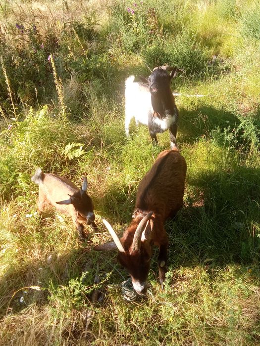 Vendo Cabras Anãs