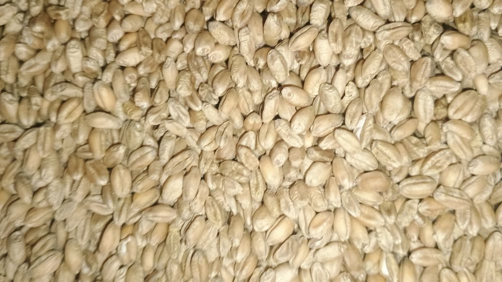 Sprzedam Pszenice ozimą czyszczona