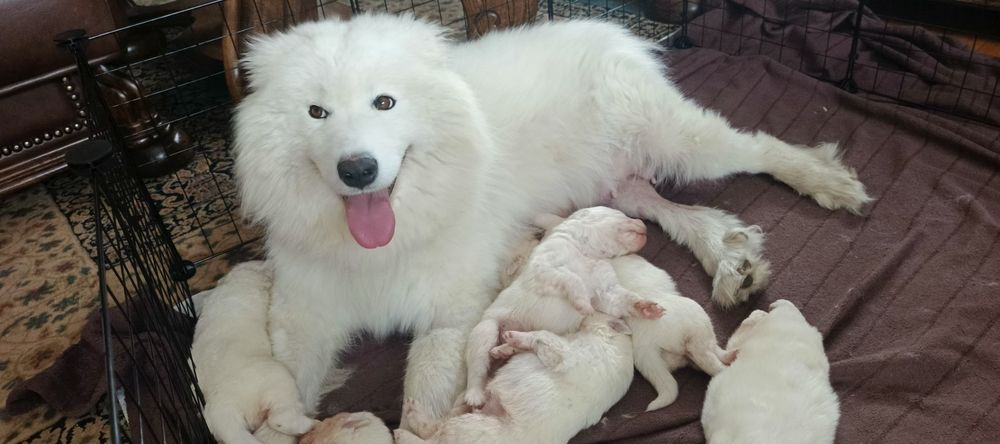 Samoyed szczeniak