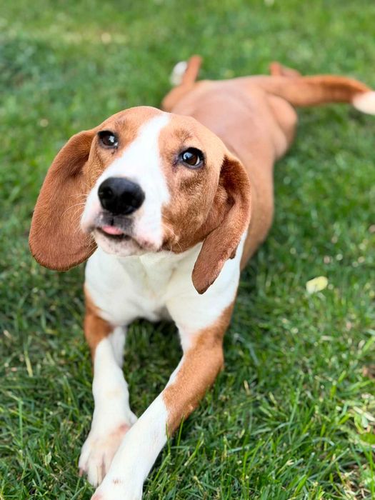 Gończy chorwacki do adopcji