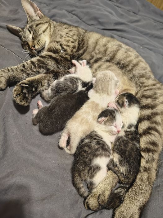 Віддам кошеня в добрі руки